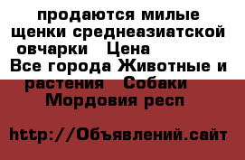продаются милые щенки среднеазиатской овчарки › Цена ­ 30 000 - Все города Животные и растения » Собаки   . Мордовия респ.